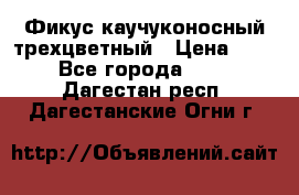 Фикус каучуконосный трехцветный › Цена ­ 500 - Все города  »    . Дагестан респ.,Дагестанские Огни г.